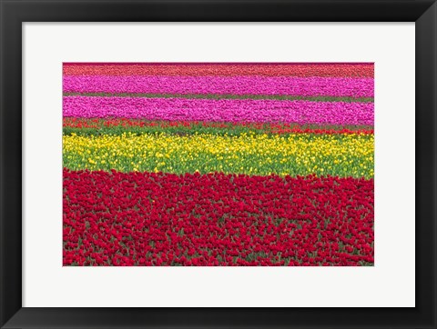 Framed Row Patterns Of Tulips Print