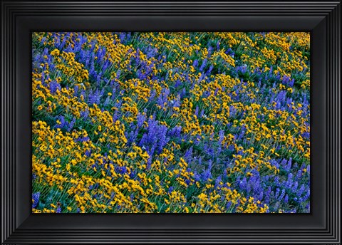Framed Wildflowers Bloom On Hillside Print