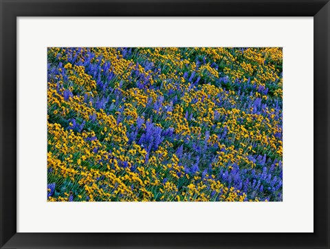 Framed Wildflowers Bloom On Hillside Print