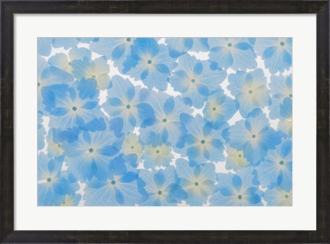 Framed Layout Of Hydrangea Blossoms Print
