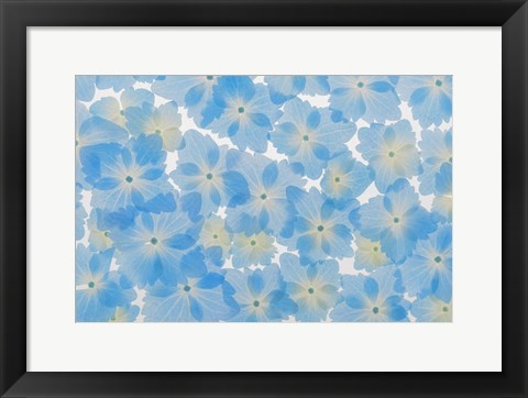 Framed Layout Of Hydrangea Blossoms Print