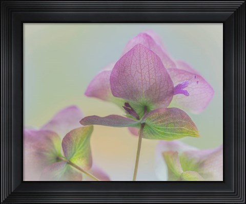 Framed Ornamental Oregano Flower Close-Up Print