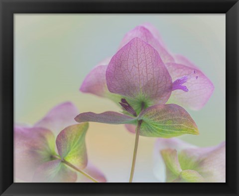 Framed Ornamental Oregano Flower Close-Up Print