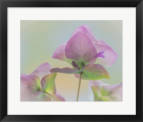 Framed Ornamental Oregano Flower Close-Up Print