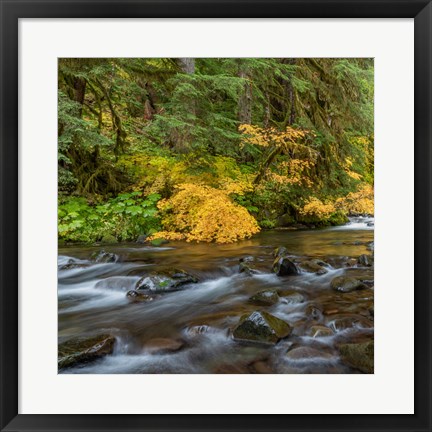 Framed Vine Maples And Sol Duc River In Autumn Print