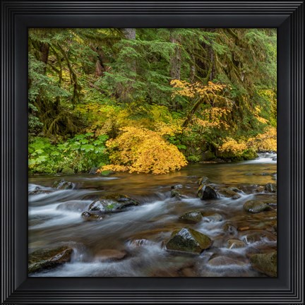 Framed Vine Maples And Sol Duc River In Autumn Print