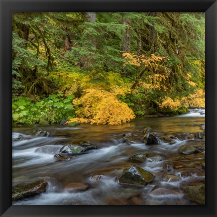 Framed Vine Maples And Sol Duc River In Autumn Print