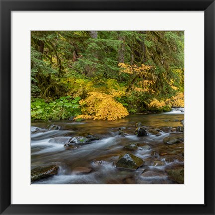 Framed Vine Maples And Sol Duc River In Autumn Print