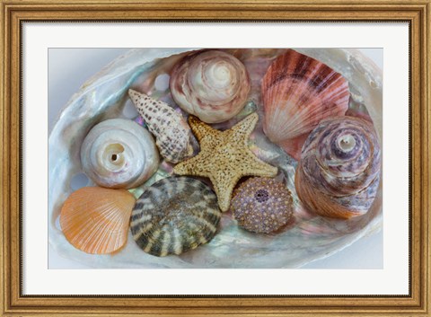 Framed Collection Of Pacific Northwest Seashells Print