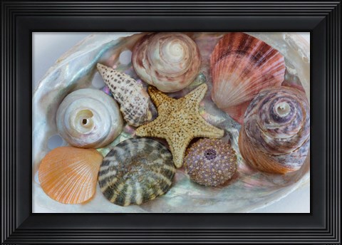 Framed Collection Of Pacific Northwest Seashells Print