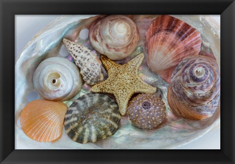 Framed Collection Of Pacific Northwest Seashells Print