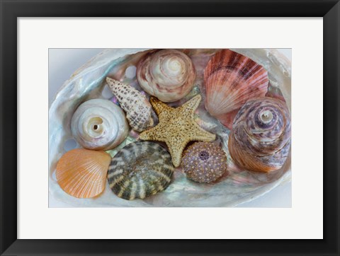 Framed Collection Of Pacific Northwest Seashells Print