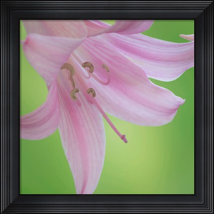 Framed Lily Blossoms Close-Up Print