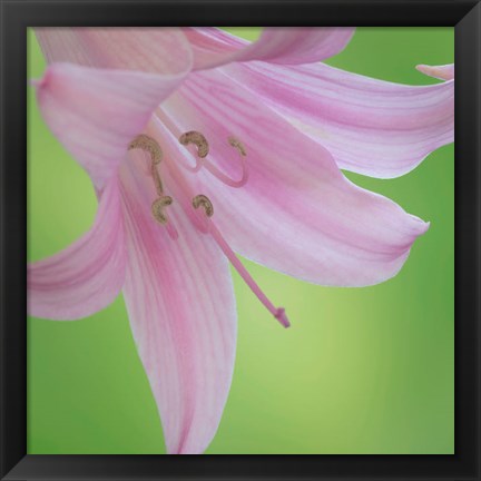 Framed Lily Blossoms Close-Up Print