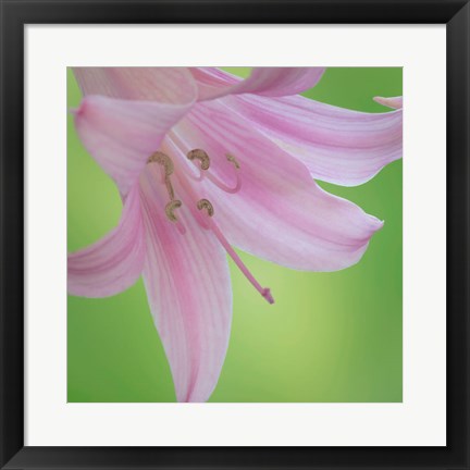Framed Lily Blossoms Close-Up Print
