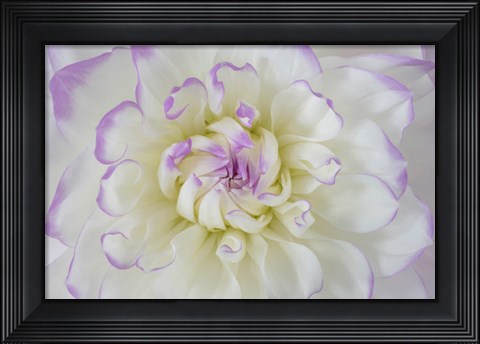 Framed Dahlia Blossom Close-Up Print