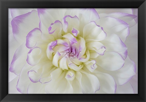 Framed Dahlia Blossom Close-Up Print