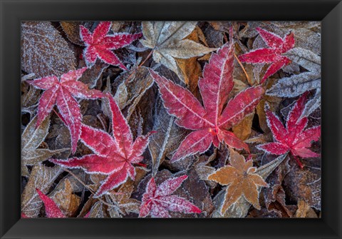 Framed Frosty Leaves In Autumn Print