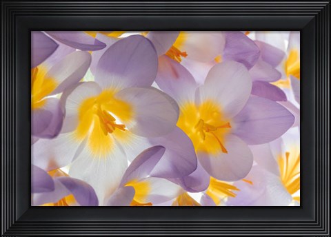 Framed Spring Crocus Flowers Close-Up Print