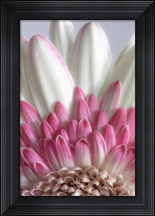 Framed Gerbera Daisy Flower Close-Up Print