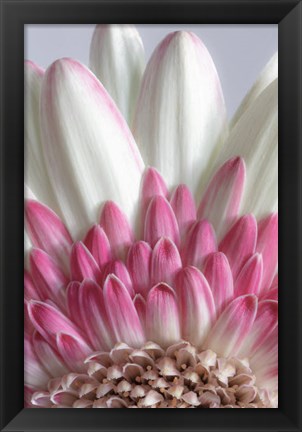 Framed Gerbera Daisy Flower Close-Up Print