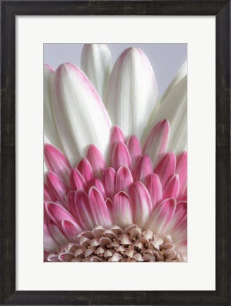Framed Gerbera Daisy Flower Close-Up Print