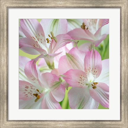 Framed Alstroemeria Blossoms Close-Up Print