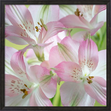 Framed Alstroemeria Blossoms Close-Up Print