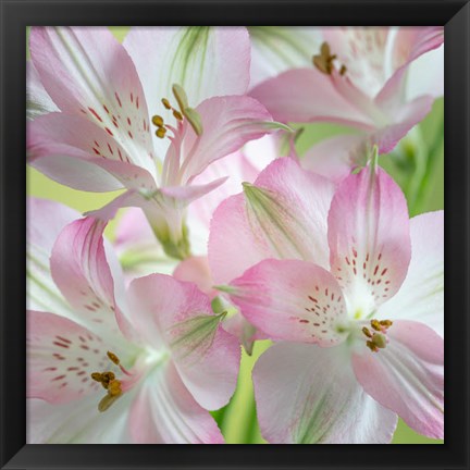 Framed Alstroemeria Blossoms Close-Up Print