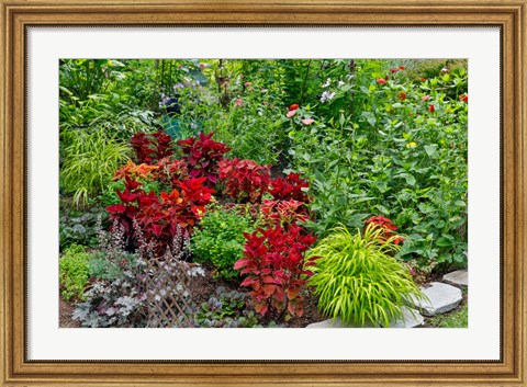 Framed Summer Flowers And Coleus Plants In Bronze And Reds, Sammamish, Washington State Print