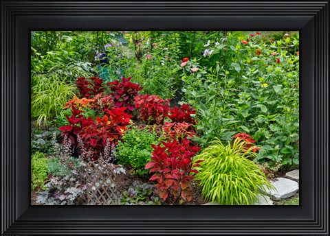 Framed Summer Flowers And Coleus Plants In Bronze And Reds, Sammamish, Washington State Print