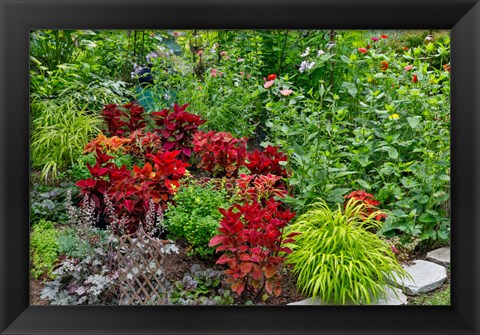 Framed Summer Flowers And Coleus Plants In Bronze And Reds, Sammamish, Washington State Print