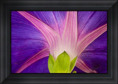 Framed Neon Colors Of Morning Glory Print