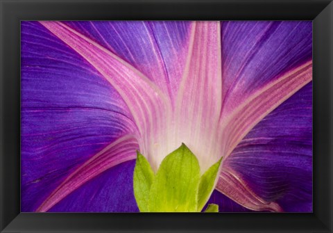 Framed Neon Colors Of Morning Glory Print