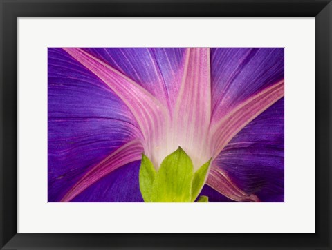 Framed Neon Colors Of Morning Glory Print