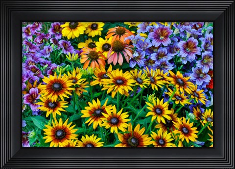 Framed Painted Tongue And Hirta Daisies In Tight Grouping Print
