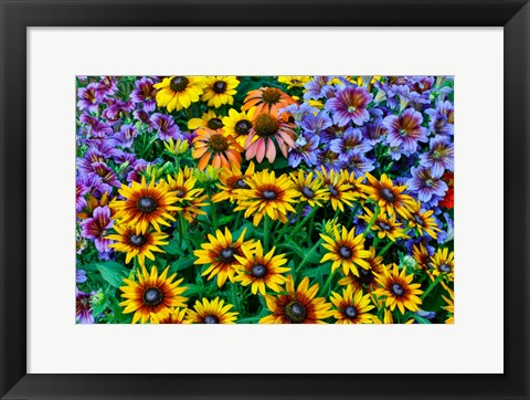 Framed Painted Tongue And Hirta Daisies In Tight Grouping Print