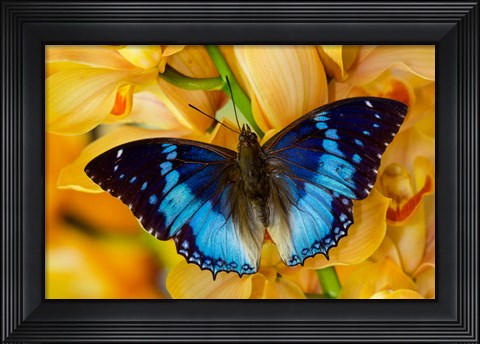 Framed Charaxes Smaragdalis Butterfly On Large Golden Cymbidium Orchid Print