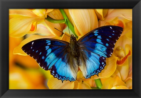 Framed Charaxes Smaragdalis Butterfly On Large Golden Cymbidium Orchid Print