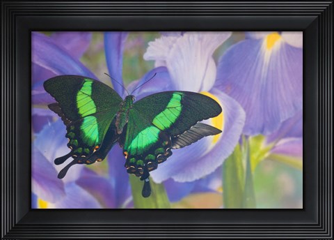 Framed Green Swallowtail Butterfly, Papilio Palinurus Daedalus, In Reflection With Dutch Iris Print