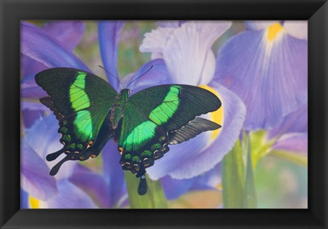Framed Green Swallowtail Butterfly, Papilio Palinurus Daedalus, In Reflection With Dutch Iris Print