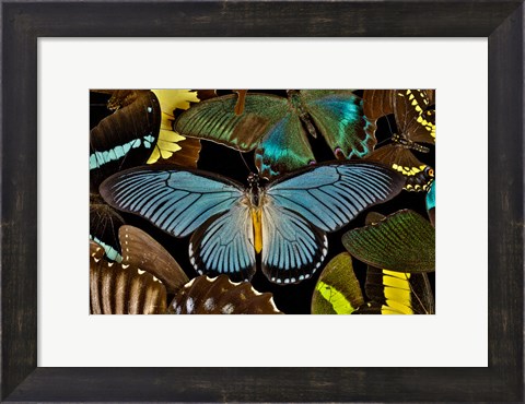 Framed Butterflies Grouped Together To Make Pattern With African Blue Print