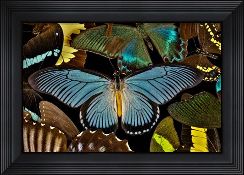 Framed Butterflies Grouped Together To Make Pattern With African Blue Print