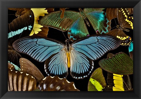 Framed Butterflies Grouped Together To Make Pattern With African Blue Print