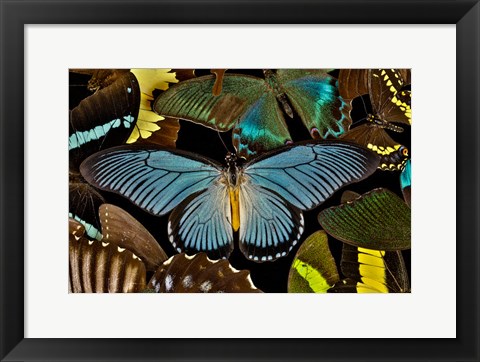 Framed Butterflies Grouped Together To Make Pattern With African Blue Print