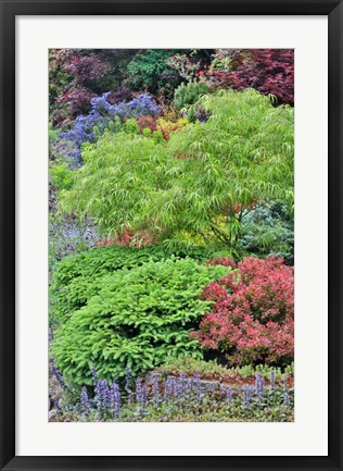 Framed Spring Color With Deer Proof Shrubs And Trees, Sammamish, Washington State Print