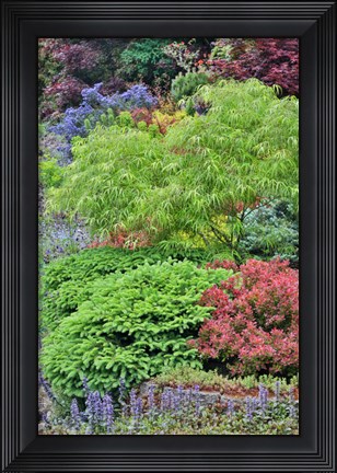 Framed Spring Color With Deer Proof Shrubs And Trees, Sammamish, Washington State Print