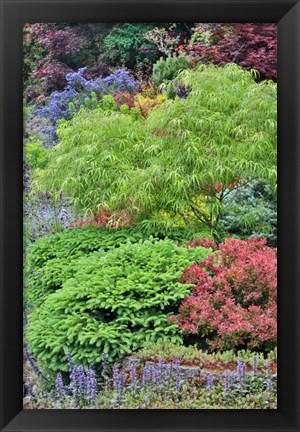 Framed Spring Color With Deer Proof Shrubs And Trees, Sammamish, Washington State Print