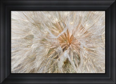 Framed Seedhead Of Yellow Salsify, Eastern Washington Print