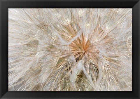 Framed Seedhead Of Yellow Salsify, Eastern Washington Print